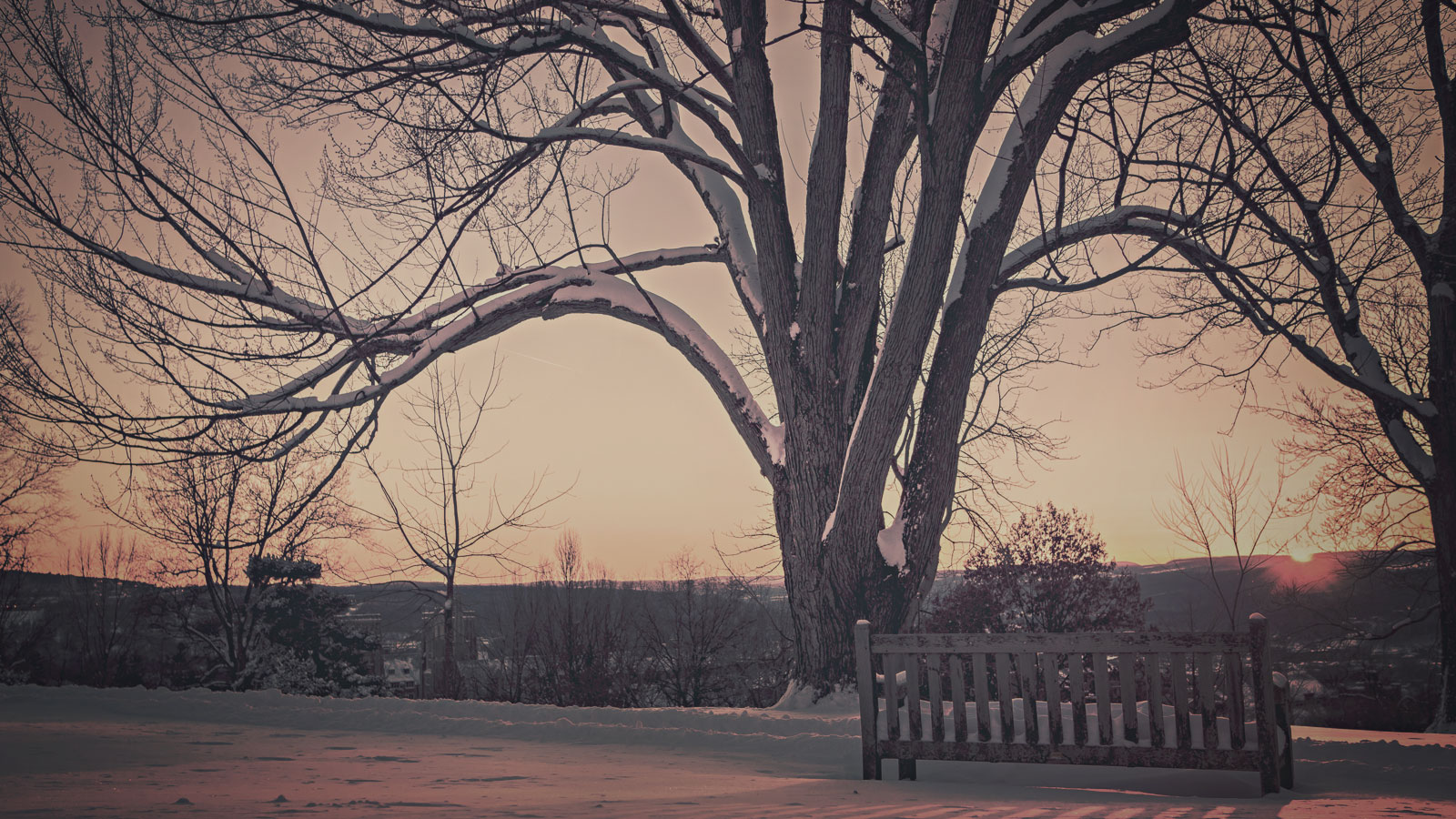 tree